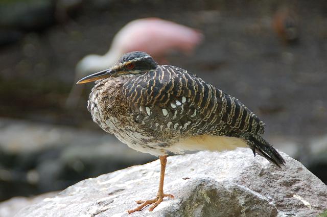 dierentuin emmen_0999